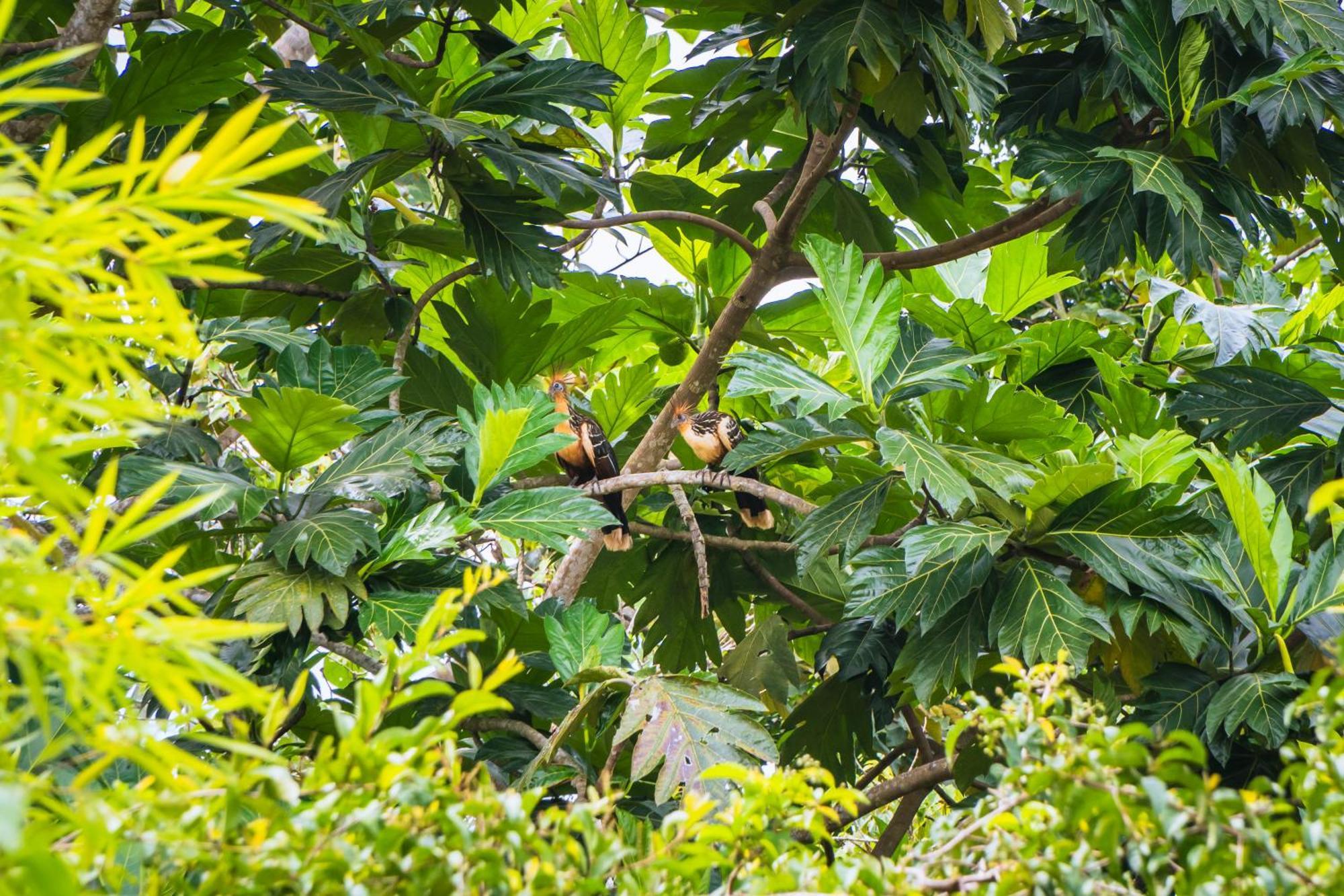 Passiflora Lodge Tambopata Пуэрто-Мальдонадо Экстерьер фото